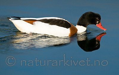 BB 11 0430 / Tadorna tadorna / Gravand